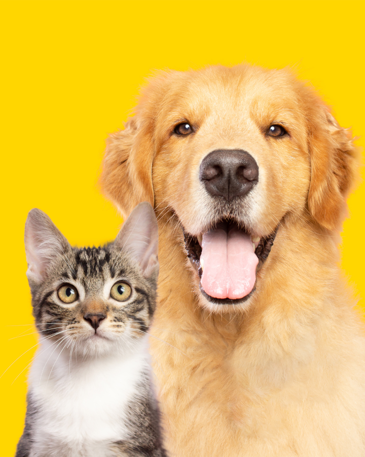 Cat and Dog