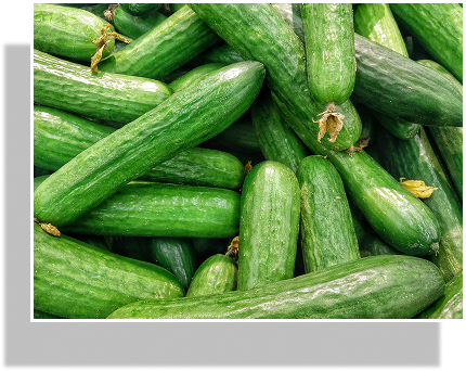 cucumber