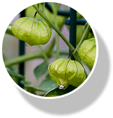tomatillo