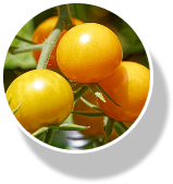 sungold