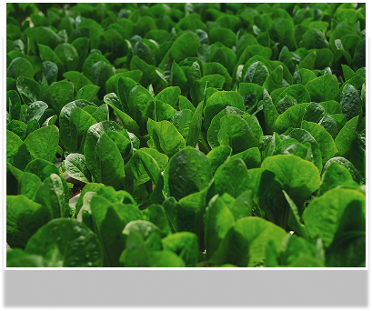 plants