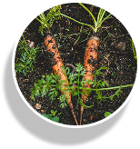 carrots